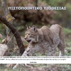 Οι μαθητές του 3ου Γυμνασίου Φλώρινας υιοθέτησαν την Όμα και την Πούμα, δύο λύγκες που φιλοξενούνται στο Κέντρο Προστασίας του Αρκτούρου