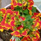 Σύνθλιψη και αναγέννηση