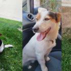 Χάθηκε σκυλάκι