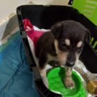 Χαρίζεται κουτάβι