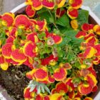 Σύνθλιψη και αναγέννηση