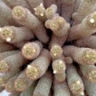 Eurovision διαγωνισμός τραγουδιού