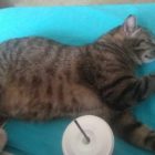 Χάθηκε γάτος