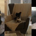 Χάθηκε σκύλος