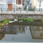 Καταγγελία του Δήμου Φλώρινας για καταστροφή λουλουδιών στον ποταμό Σακουλέβα