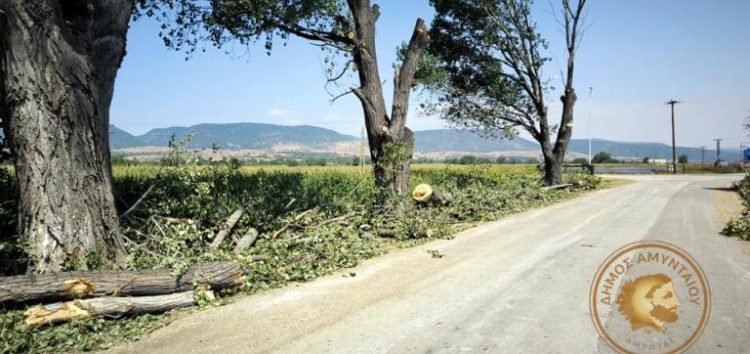 Εργασίες καθαρισμού από την παρακείμενη βλάστηση στον Ροδώνα και δεντροφύτευση και εγκατάσταση υπόγειου ποτίσματος στον Φανό