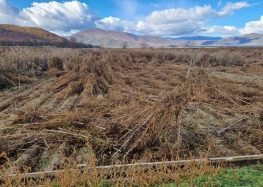 Σε απόγνωση και πάλι οι φασολοπαραγωγοί των Πρεσπών