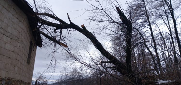 Πτώση δέντρου στο Κρατερό – Παράπονα για τη μη απομάκρυνση του