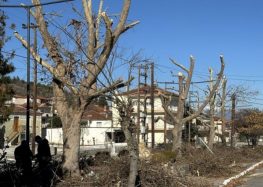 Κλαδεύσεις επικίνδυνων δένδρων, καλλωπισμός πάρκων και καθαρισμός ερεισμάτων, από την Αντιδημαρχία Καθαριότητας & Πρασίνου του Δήμου Αμυνταίου